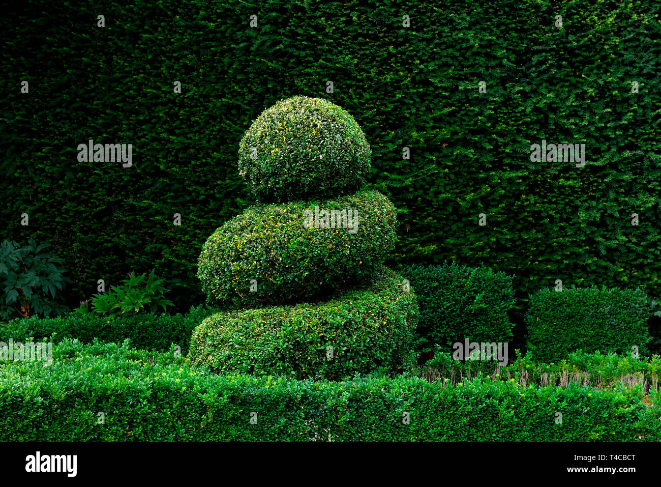 geformter Buchsbaum vor Eibenhecke, Formschnitt, Buxus sempervirens Stock Photo