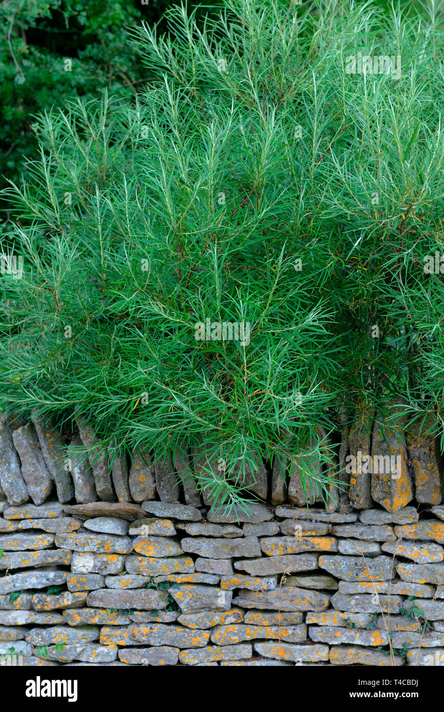 Rosmarinblaettrige Weide, Salix rosmarinifolia Stock Photo