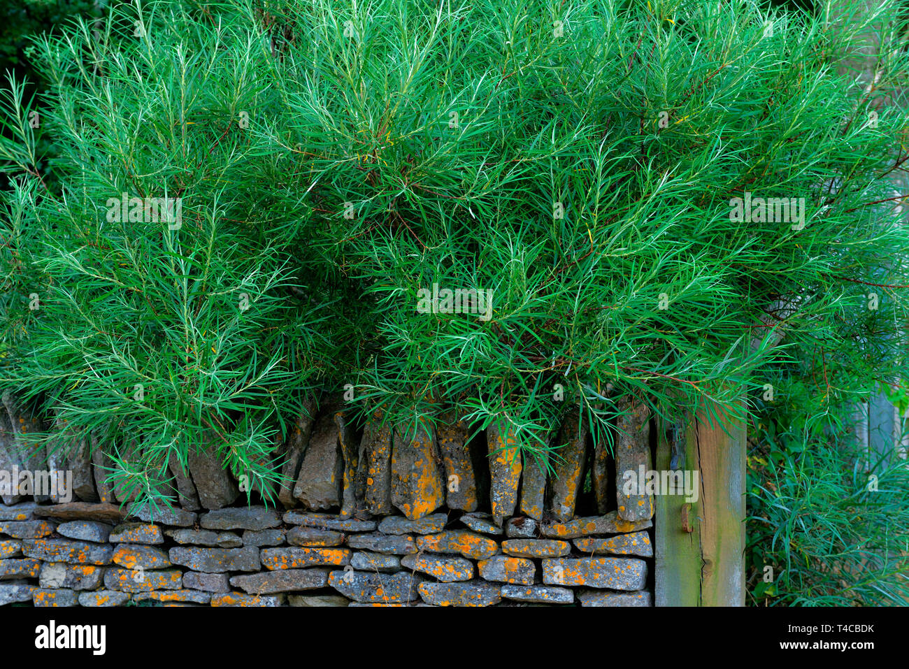 Rosmarinblaettrige Weide, Salix rosmarinifolia Stock Photo