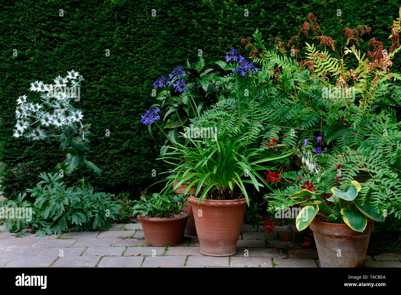 Pflanzen in Topf, Tontopf, Mannstreu, Agapanthus, Hosta, Farn Stock Photo