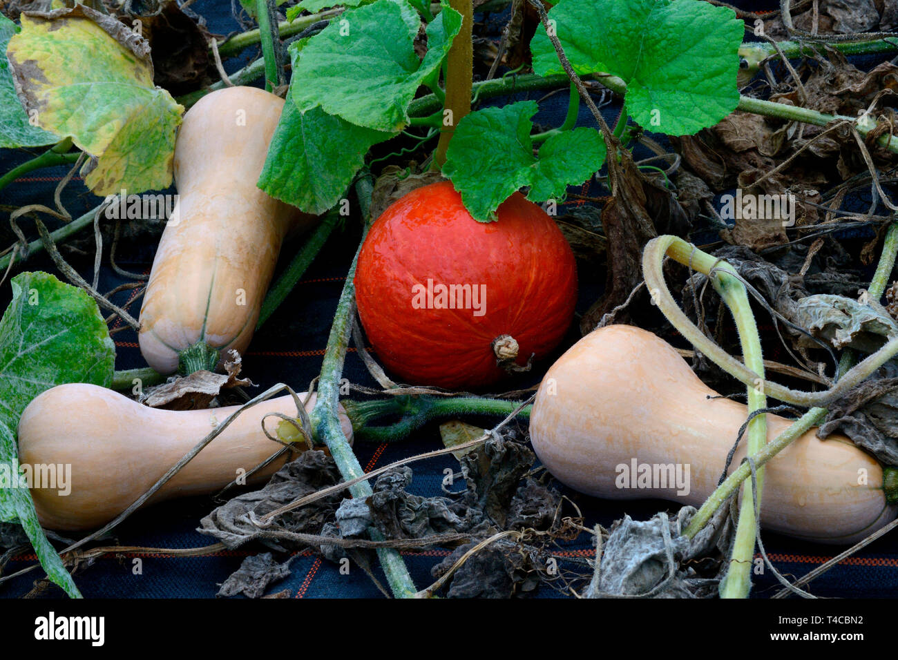 Hokkaido-Kuerbis und Butternuss-Kuerbis mit vertrocknetem Laub, Hokkaidokuerbis, Curcurbita maxima, Cucurbita mochata, Cucurbita maxima Stock Photo