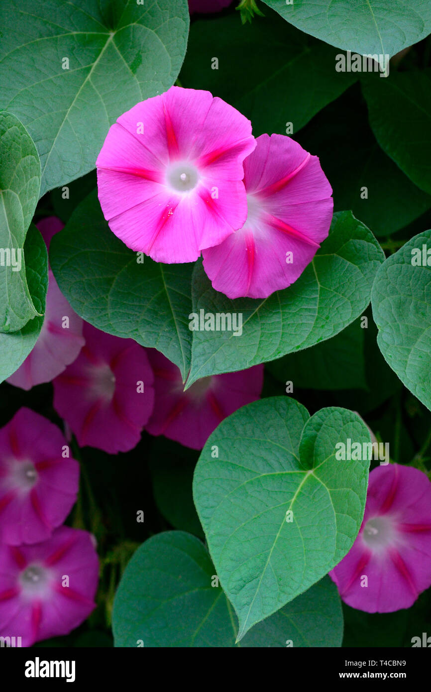 Prunkwinde, Ipomoea tricolor Stock Photo