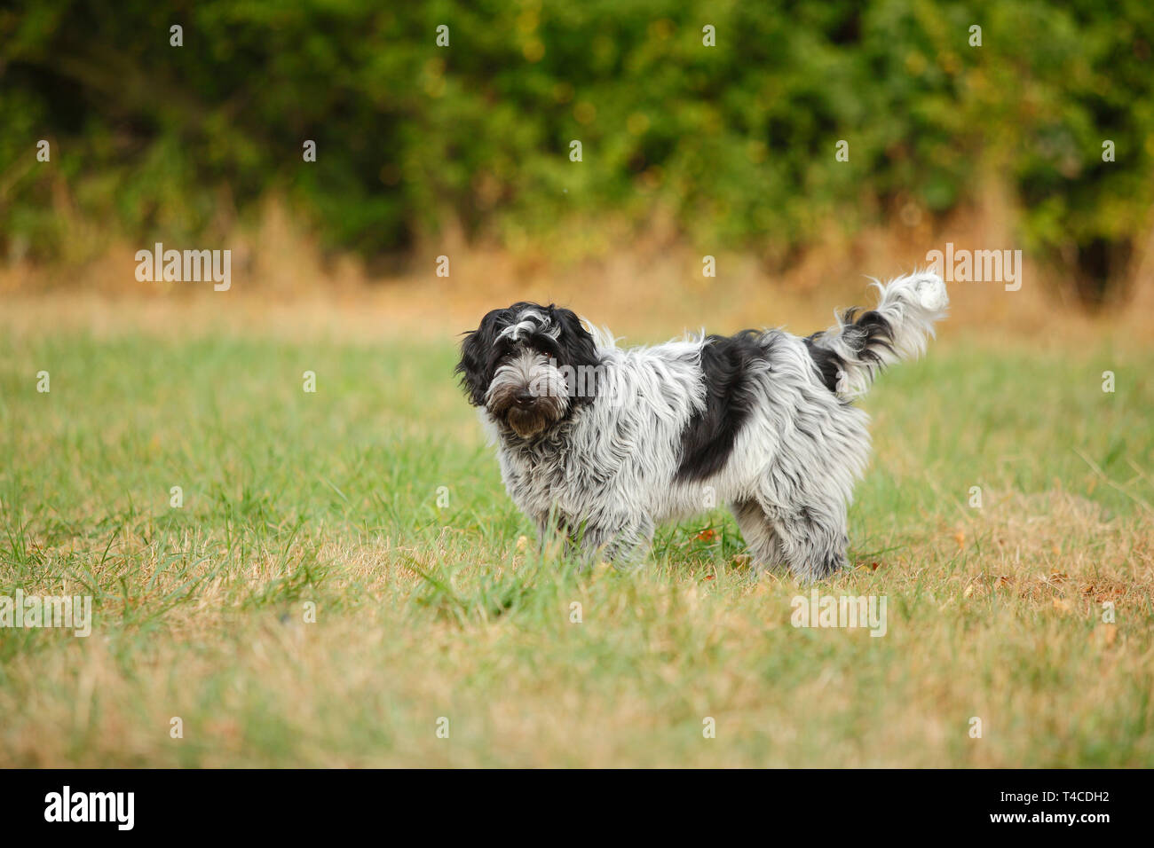 schapendoes puppies sale