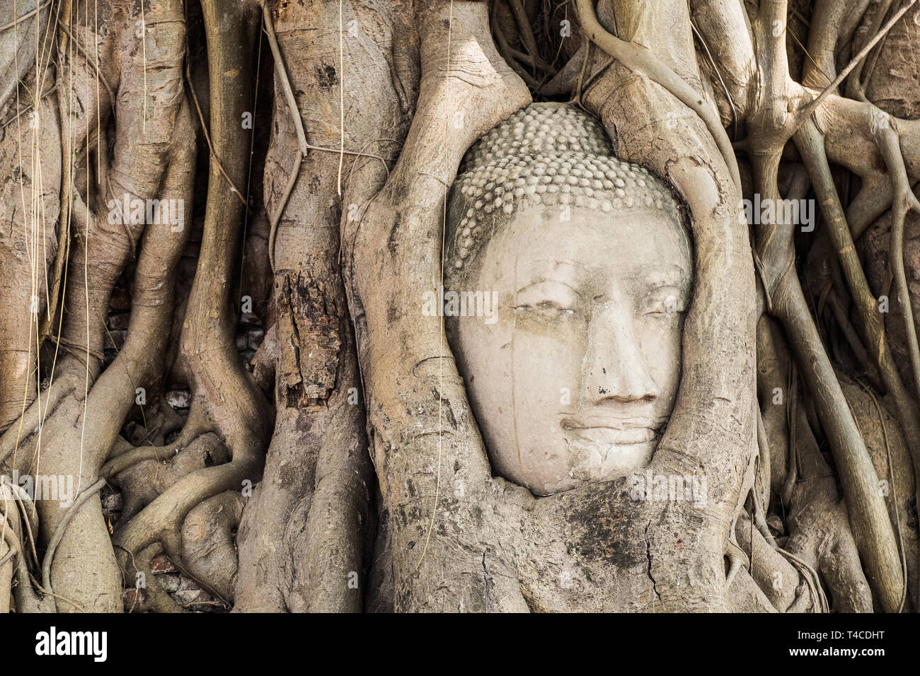 Buddha head statue inside the bodhi tree Stock Photo Alamy