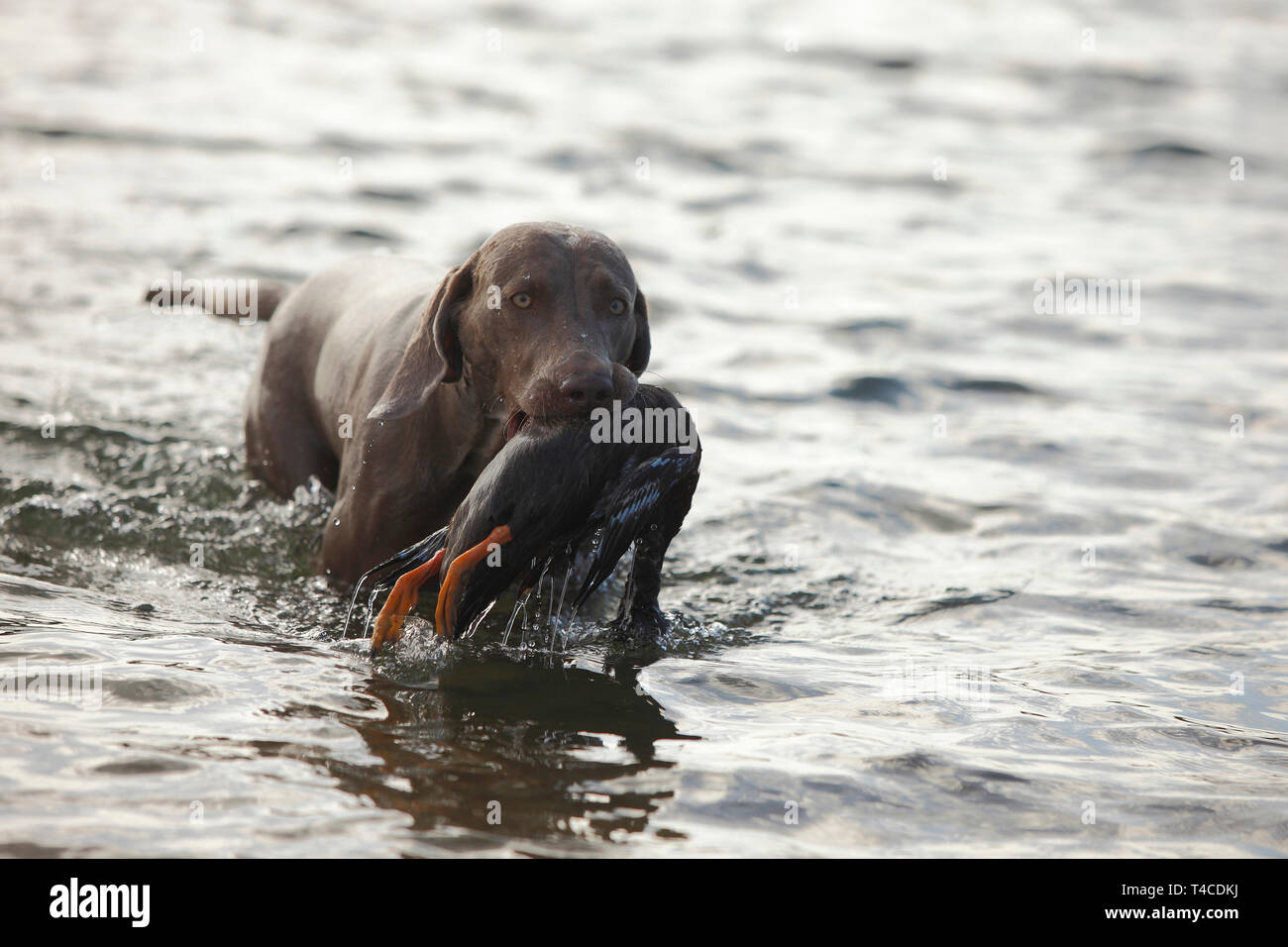 Weimaraner, male, retrieving duck Stock Photo