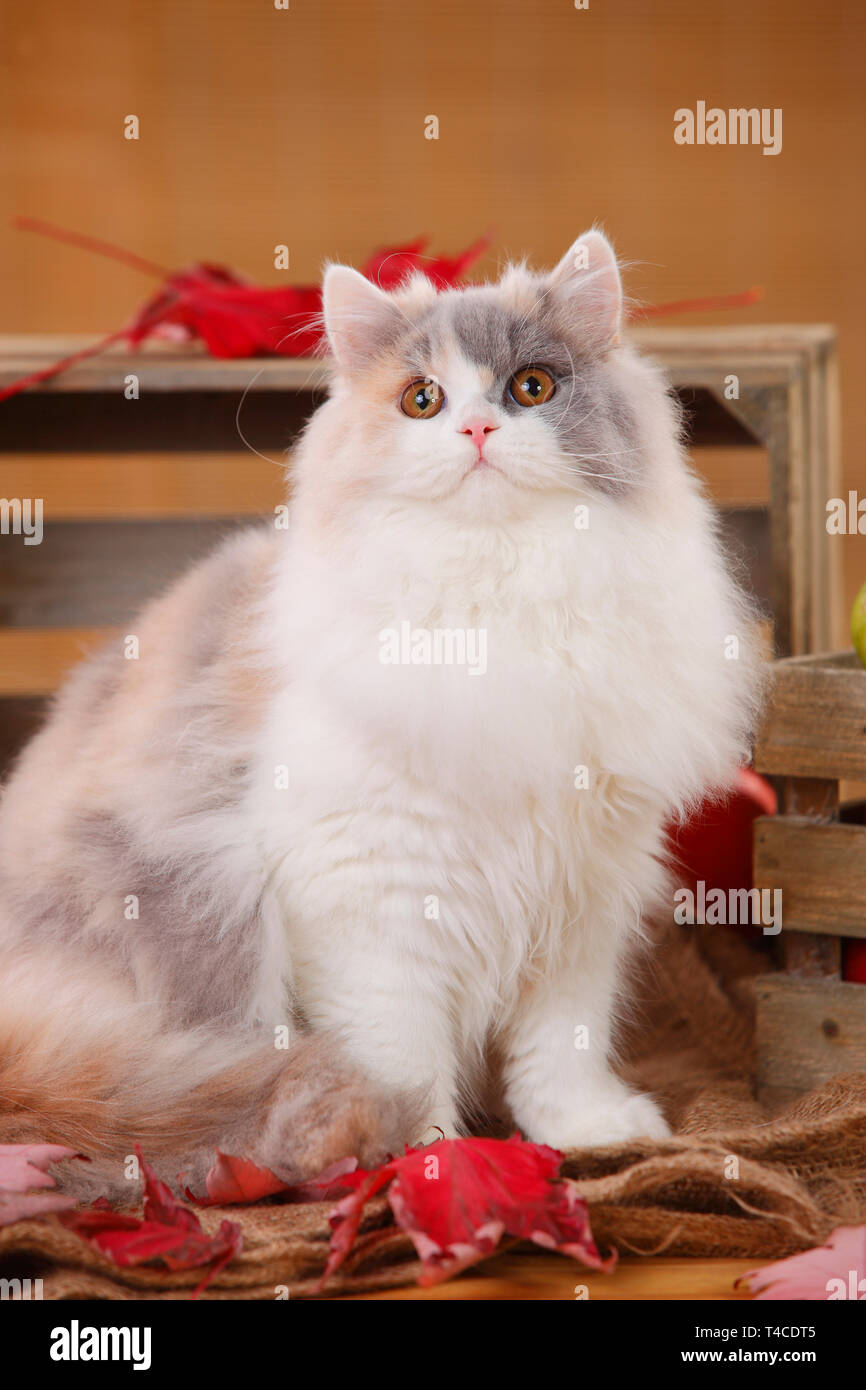 British Longhair Cat, blue-tortie-white Stock Photo