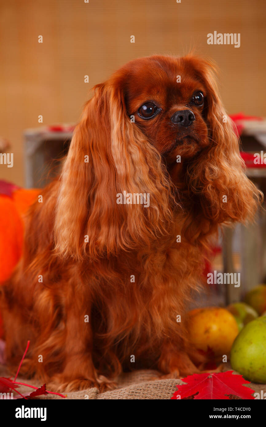 Cavalier King Charles Spaniel Ruby 8 Years Old Stock Photo