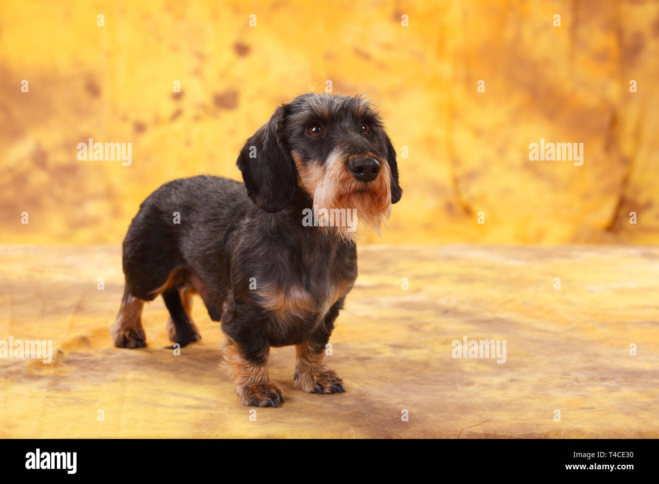 dog boots for miniature dachshund