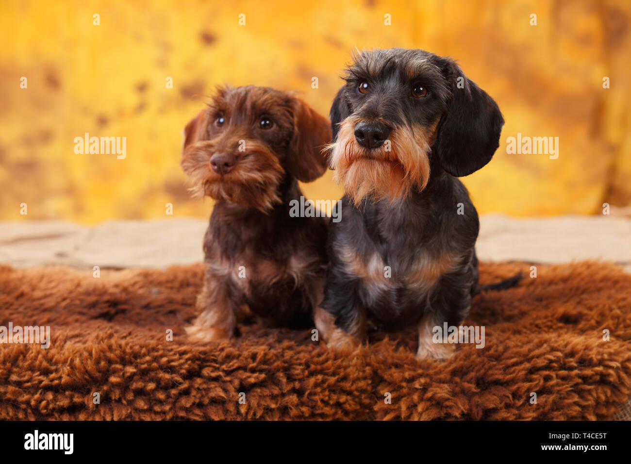 Miniature Wirehaired Dachshund With Puppy Stock Photo Alamy