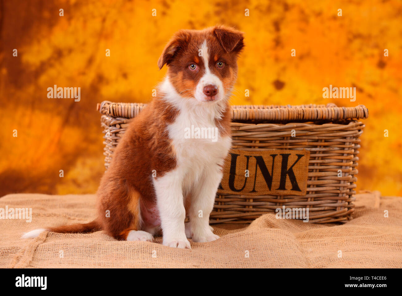 Australian Shepherd, puppy, 8 weeks, red tri Stock Photo