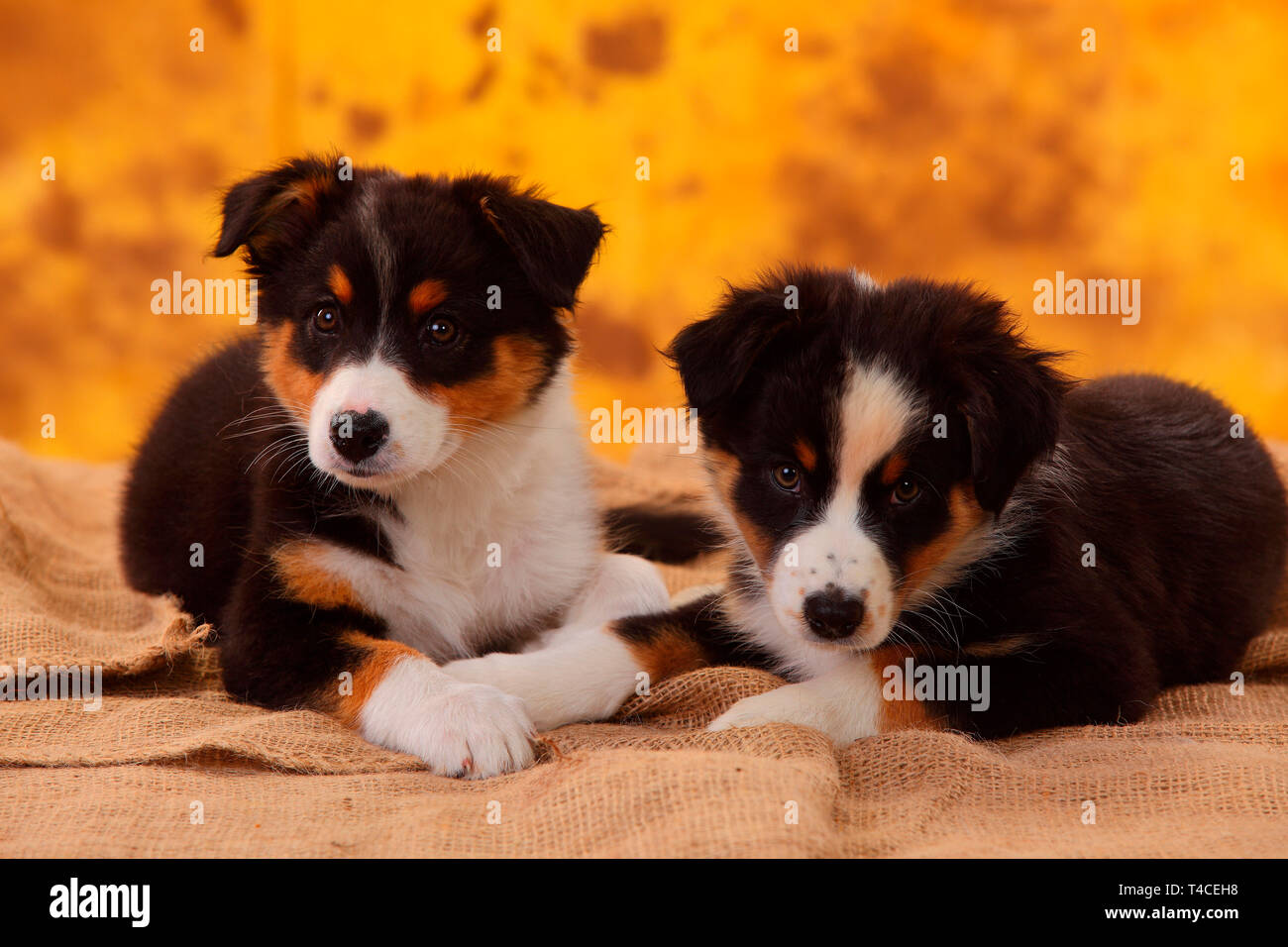 Australian Shepherd, puppy, 8 weeks, black tri Stock Photo