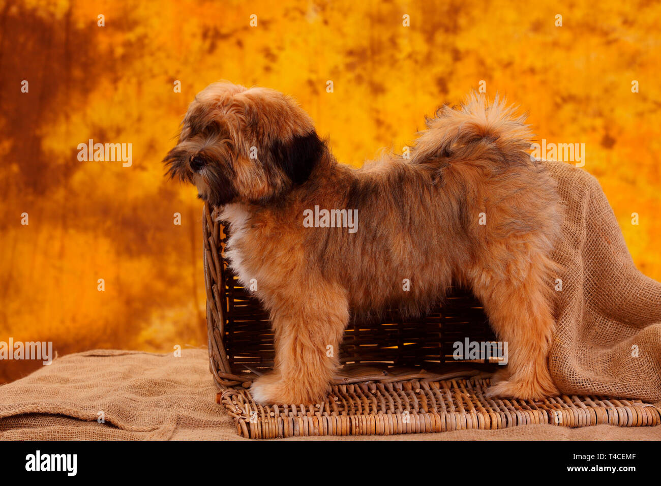 Tibetan Terrier, puppy Stock Photo