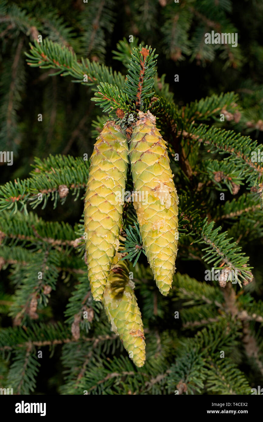 norway spruce, cones, (Picea abies) Stock Photo