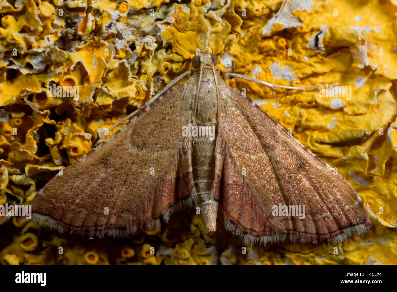 rose-flounced tabby moth, (Endotricha flammealis) Stock Photo