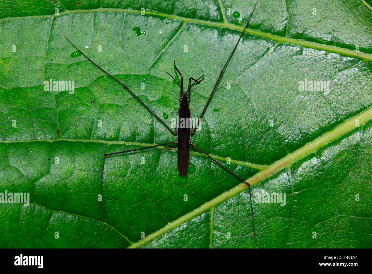 common pond skater, (Gerris lacustris) Stock Photo