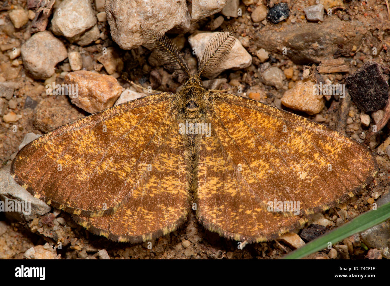 common heath, (Ematurga atomaria) Stock Photo