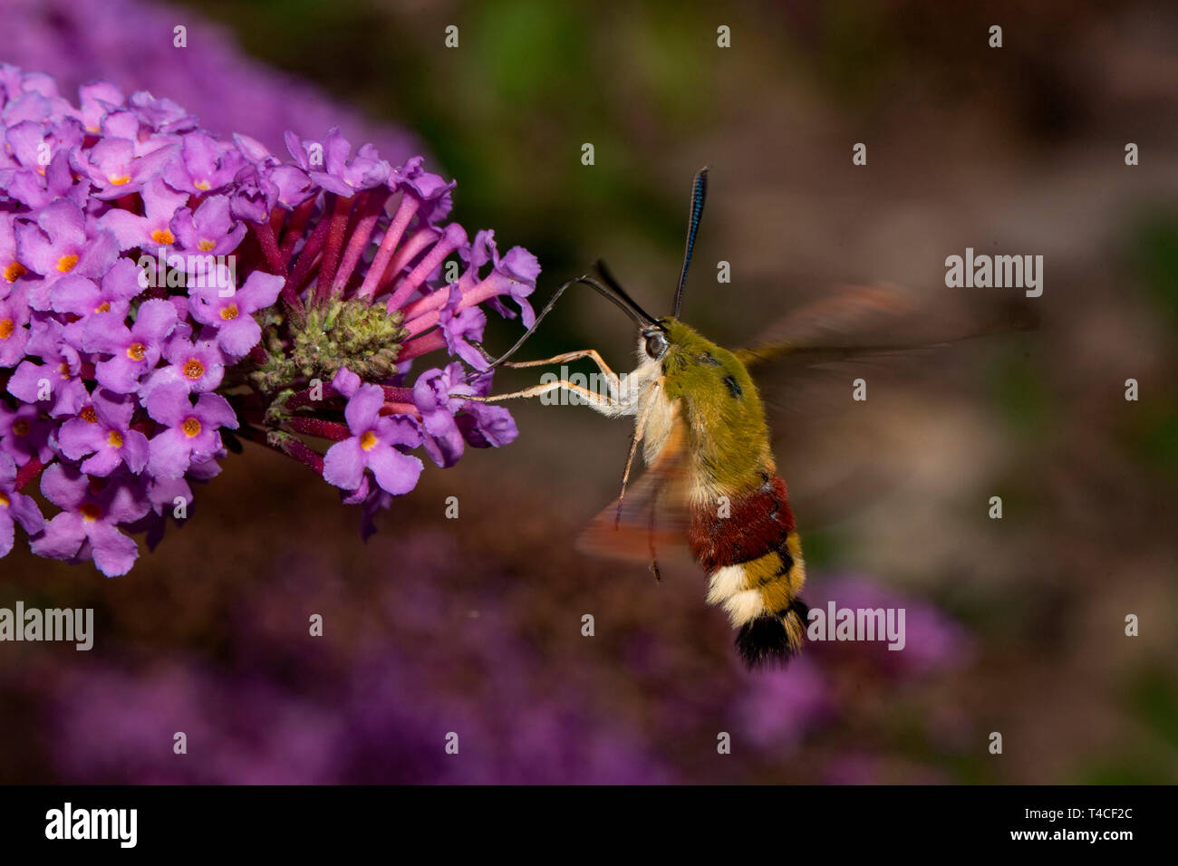 broad-bordered bee hawk-moth, (Hemaris fuciformis) Stock Photo