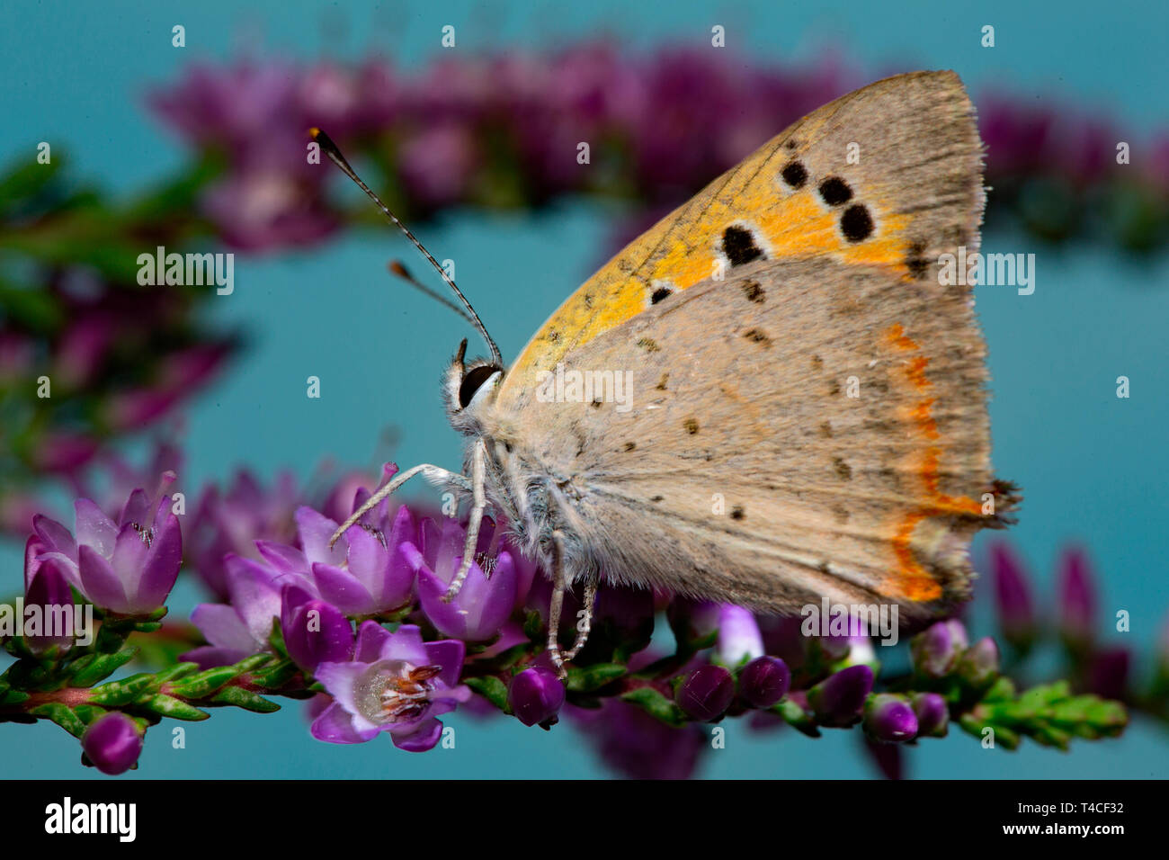 small copper, (Lycaena phlaeas) Stock Photo