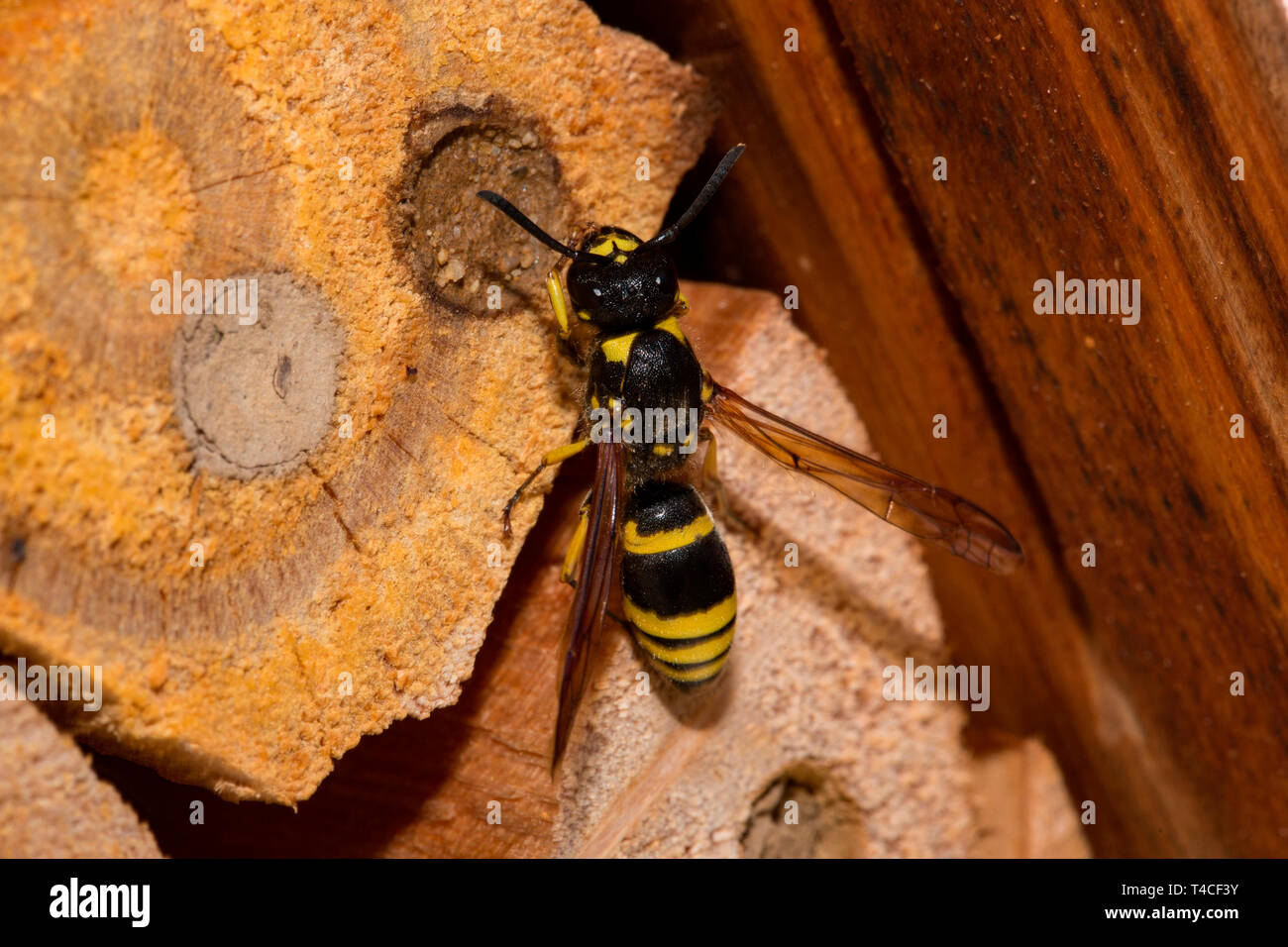 mason wasp, breeding cell, (Ancistrocerus nigricornis) Stock Photo