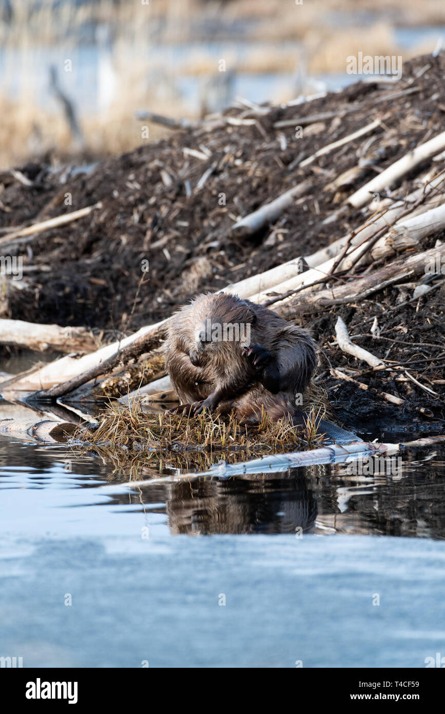 A large beaver grooming on the side of the beaver lodge Stock Photo