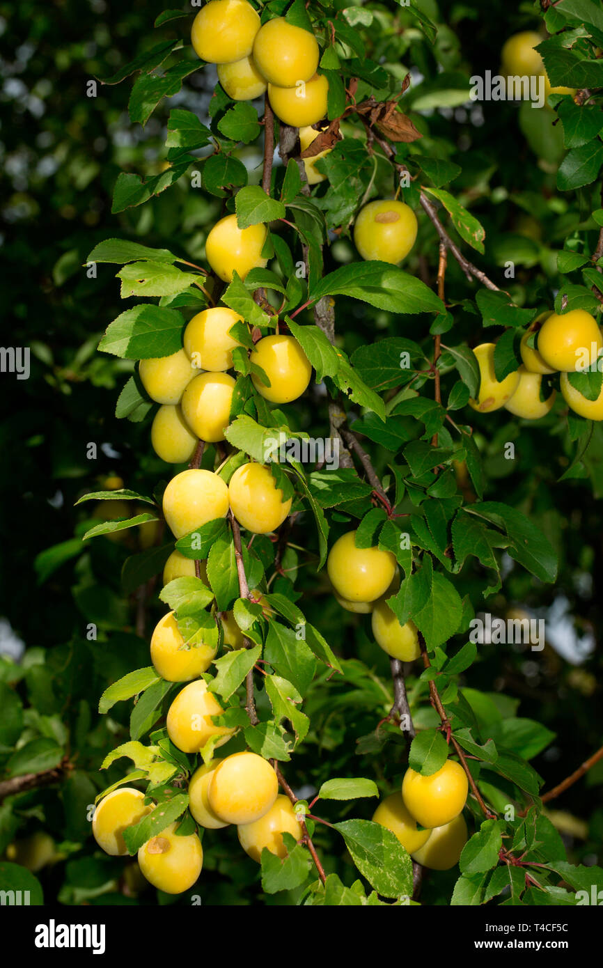 mirabelle plum, (Prunus domestica subsp. syriaca) Stock Photo