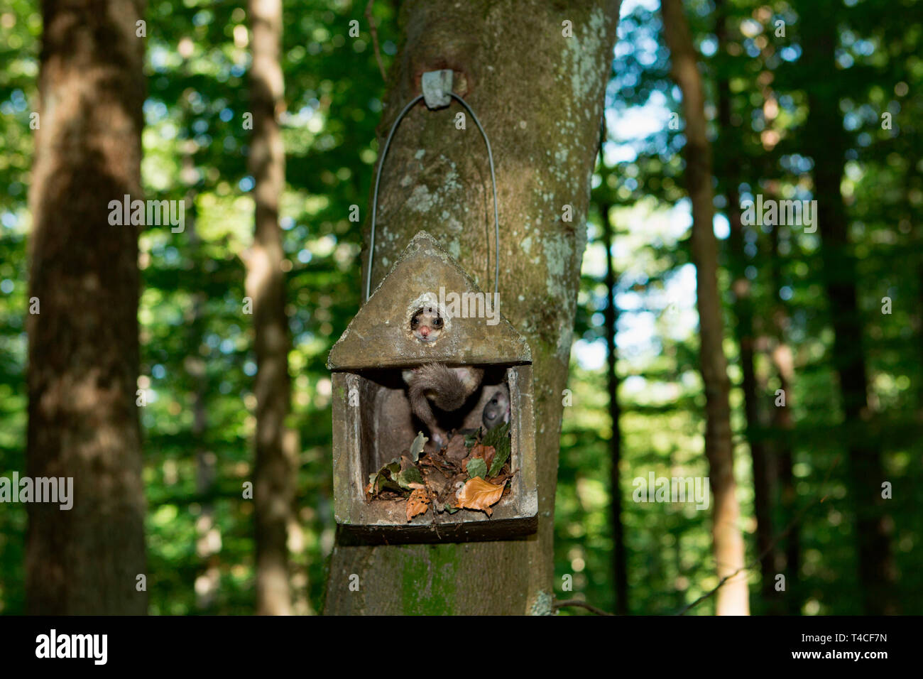 edible dormouse, bird nesting box, (Glis glis) Stock Photo