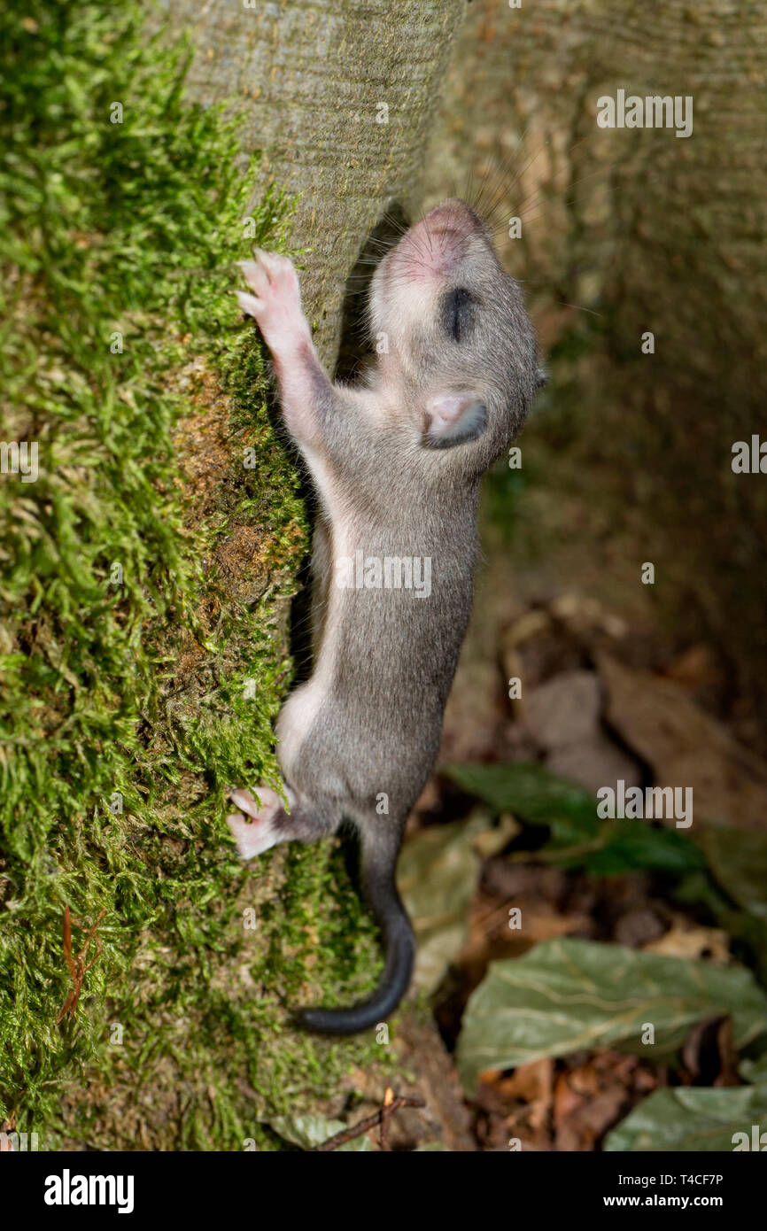 edible dormouse, young, (Glis glis) Stock Photo