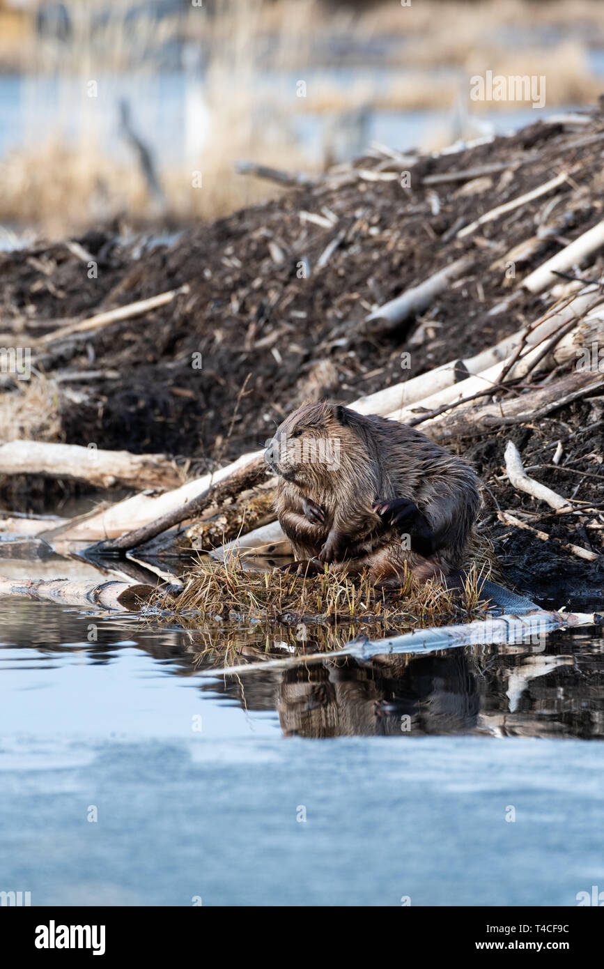 A large beaver grooming on the side of the beaver lodge Stock Photo