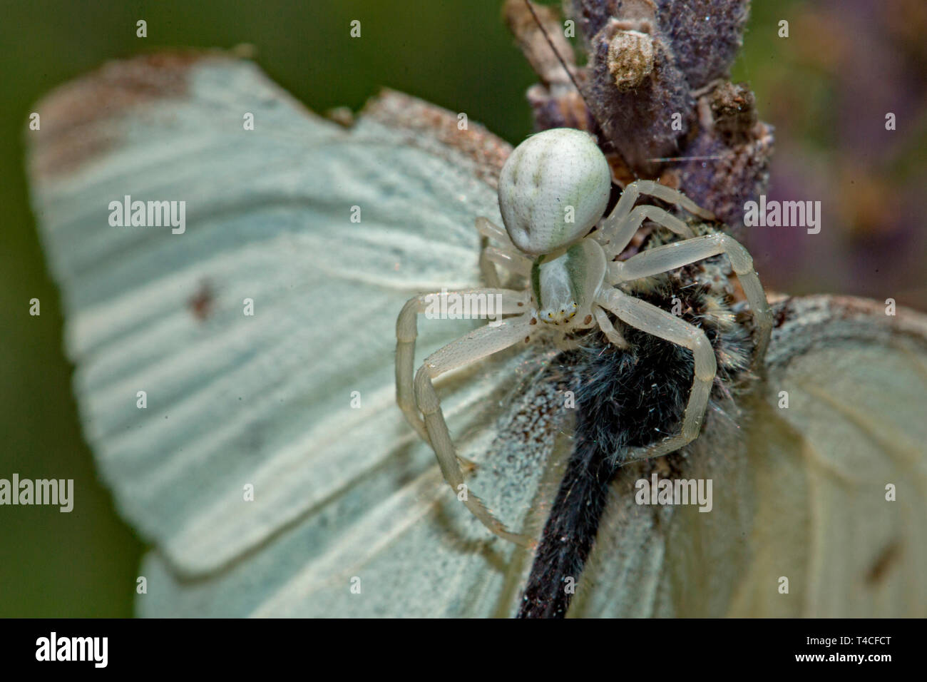 goldenrod crab spider with seized butterfly, (Misumena vatia) Stock Photo