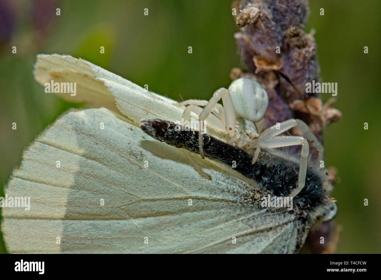 goldenrod crab spider with seized butterfly, (Misumena vatia) Stock Photo