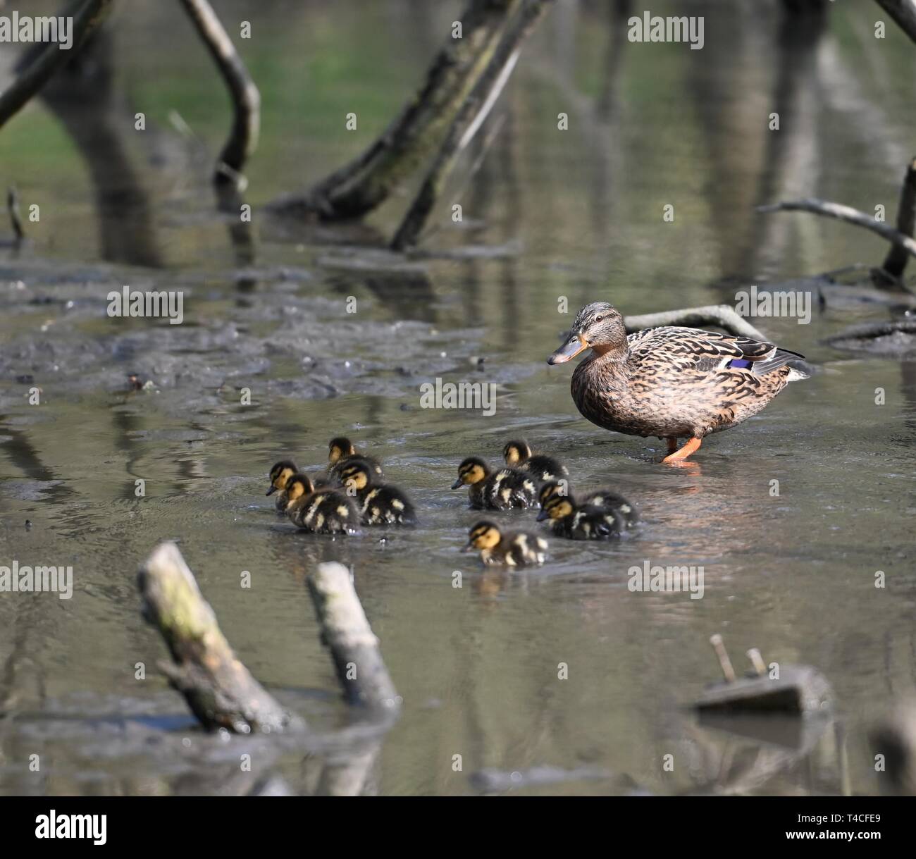 A female mallard with her ducklings in the water at New Mills nature reserve. Stock Photo
