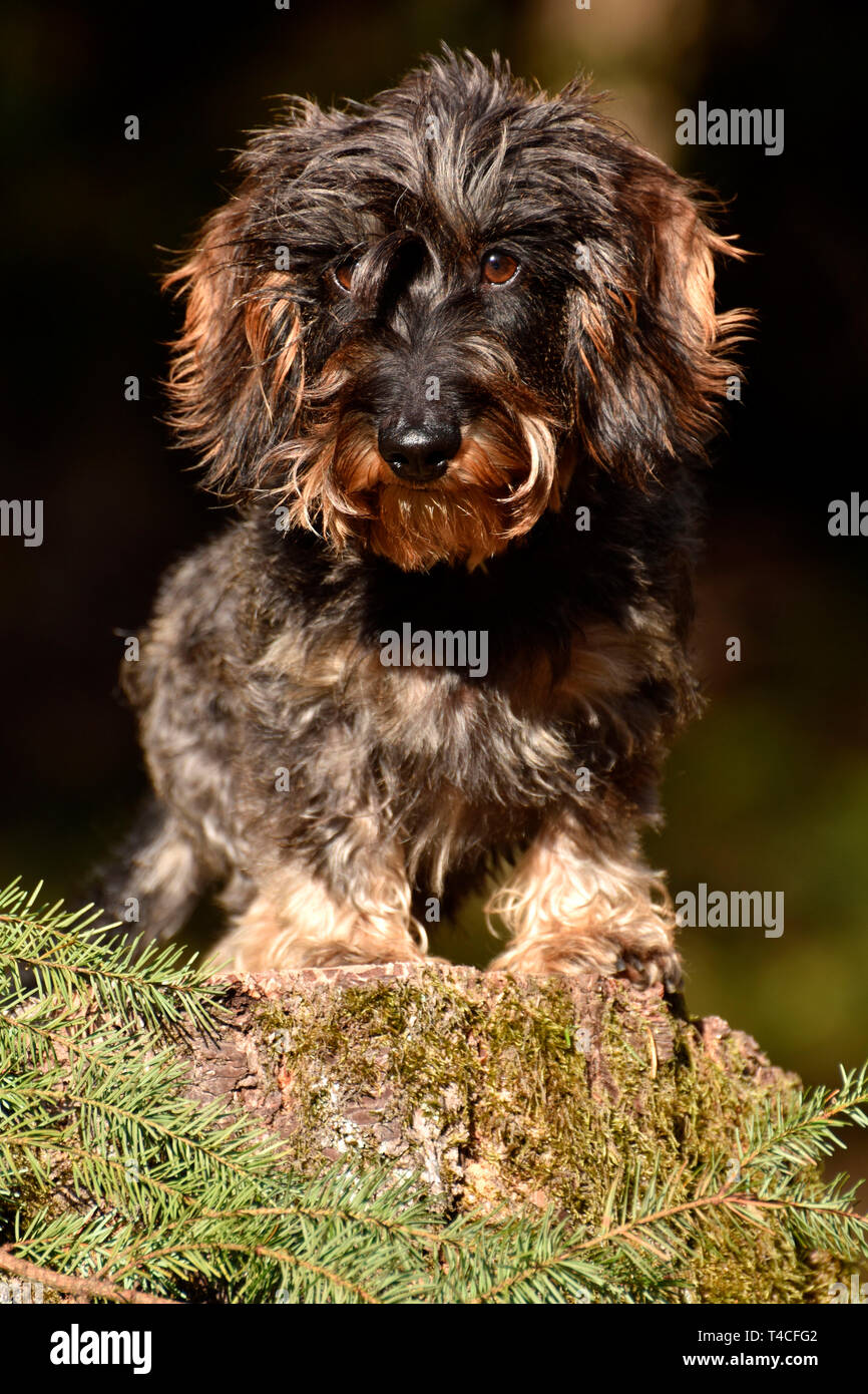 Miniature Wirehaired Dachshund Stock Photo