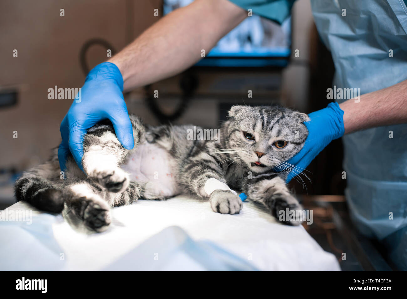 Стерилизация Кошек В Кемерово Цена