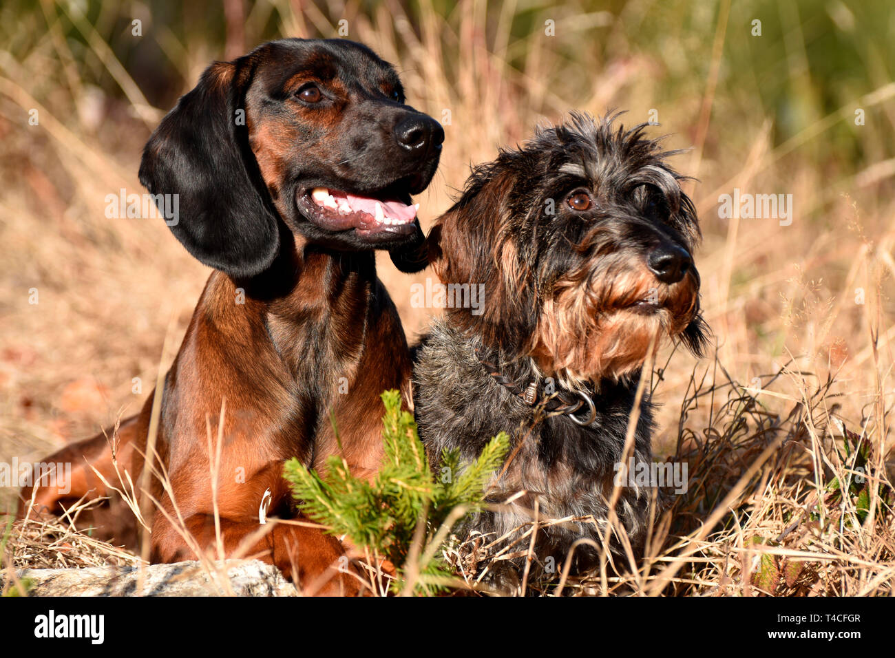 Miniature Wirehaired Dachshund and Bavarian Mountain Scenthound Stock Photo