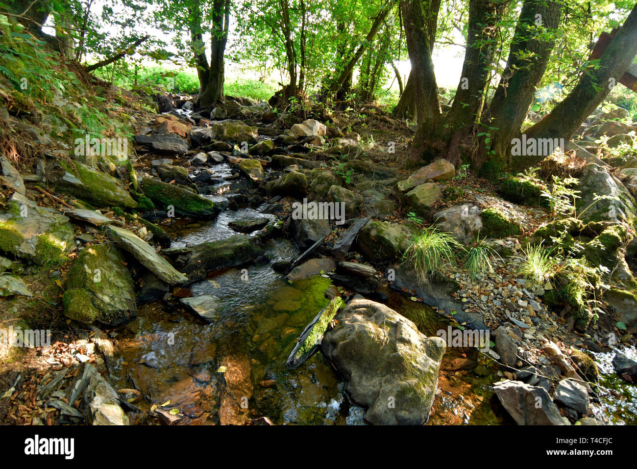 Traumschleife, Charcoal Burner Premium Hiking Path, Germany, Rhineland-Palatinate, Hunsrueck, Köhlerpfad Stock Photo