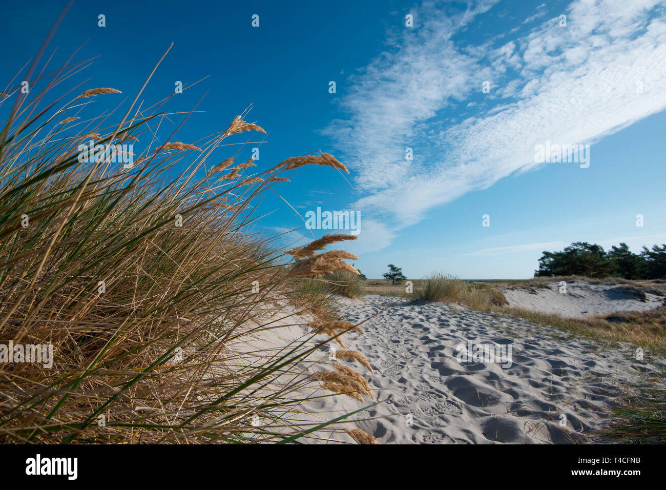 Darsser Ort circular route, Western Pomerania Lagoon Area National Park, Fischland-Darss-Zingst, Mecklenburg-Western Pomerania, Germany, Europe Stock Photo