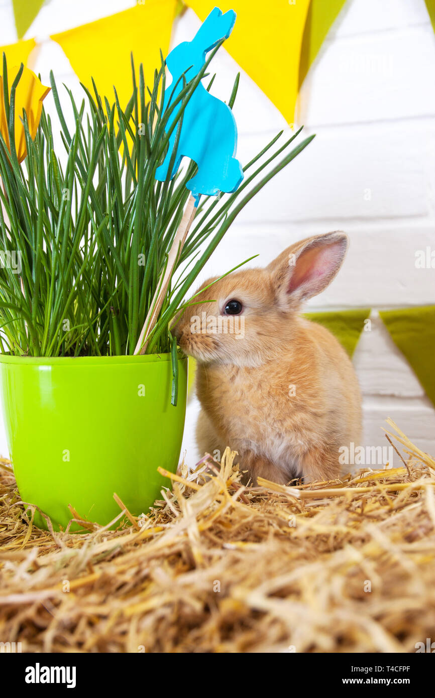 Rabbit eating flowers Stock Photo Alamy
