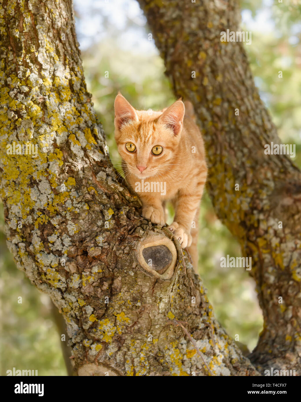 Cute red tabby cat kitten climbing playful on a tree with thick knobby branches and looking curiously, Greek island Lesvos, Greece Stock Photo