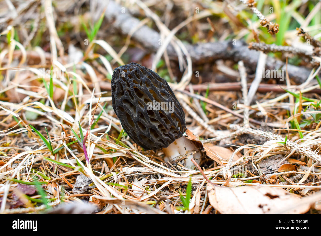 Soil condition hires stock photography and images Alamy