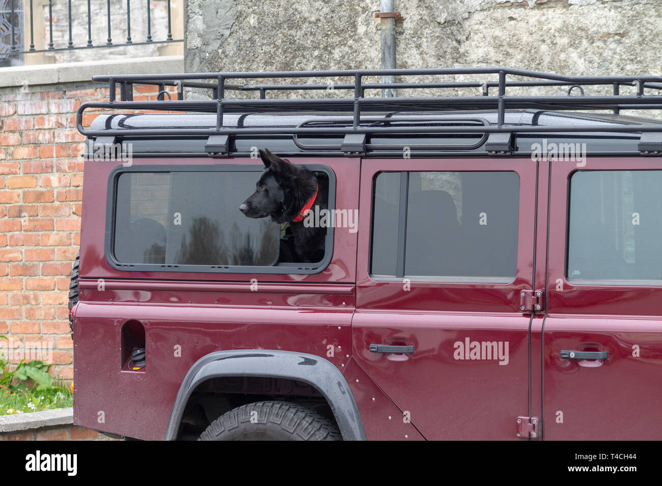 Black Alsatian or GSD German Shepherd Dog looking out the window of a Land Rover Defender Stock Photo