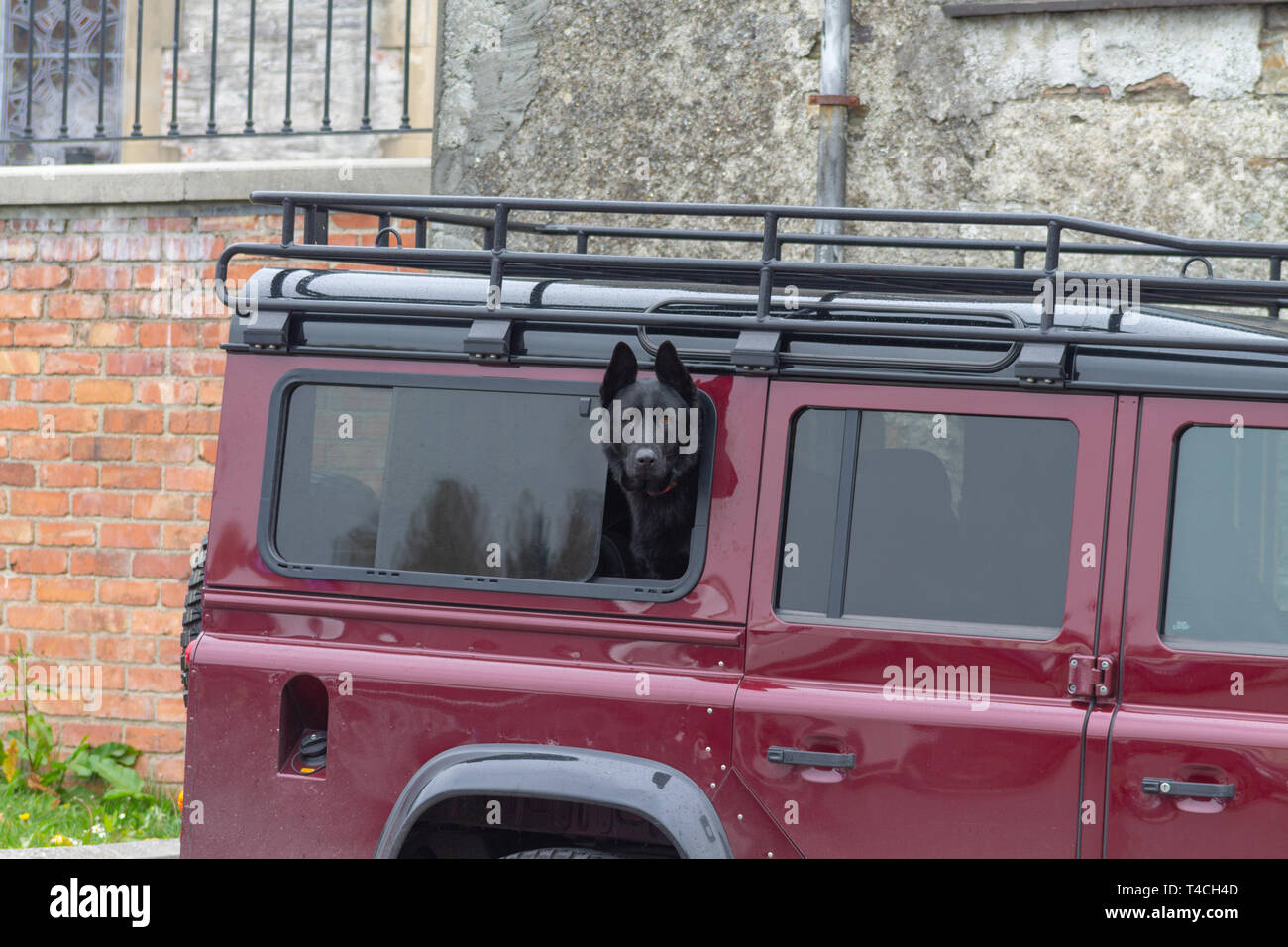 Black Alsatian or GSD German Shepherd Dog looking out the window of a Land Rover Defender Stock Photo