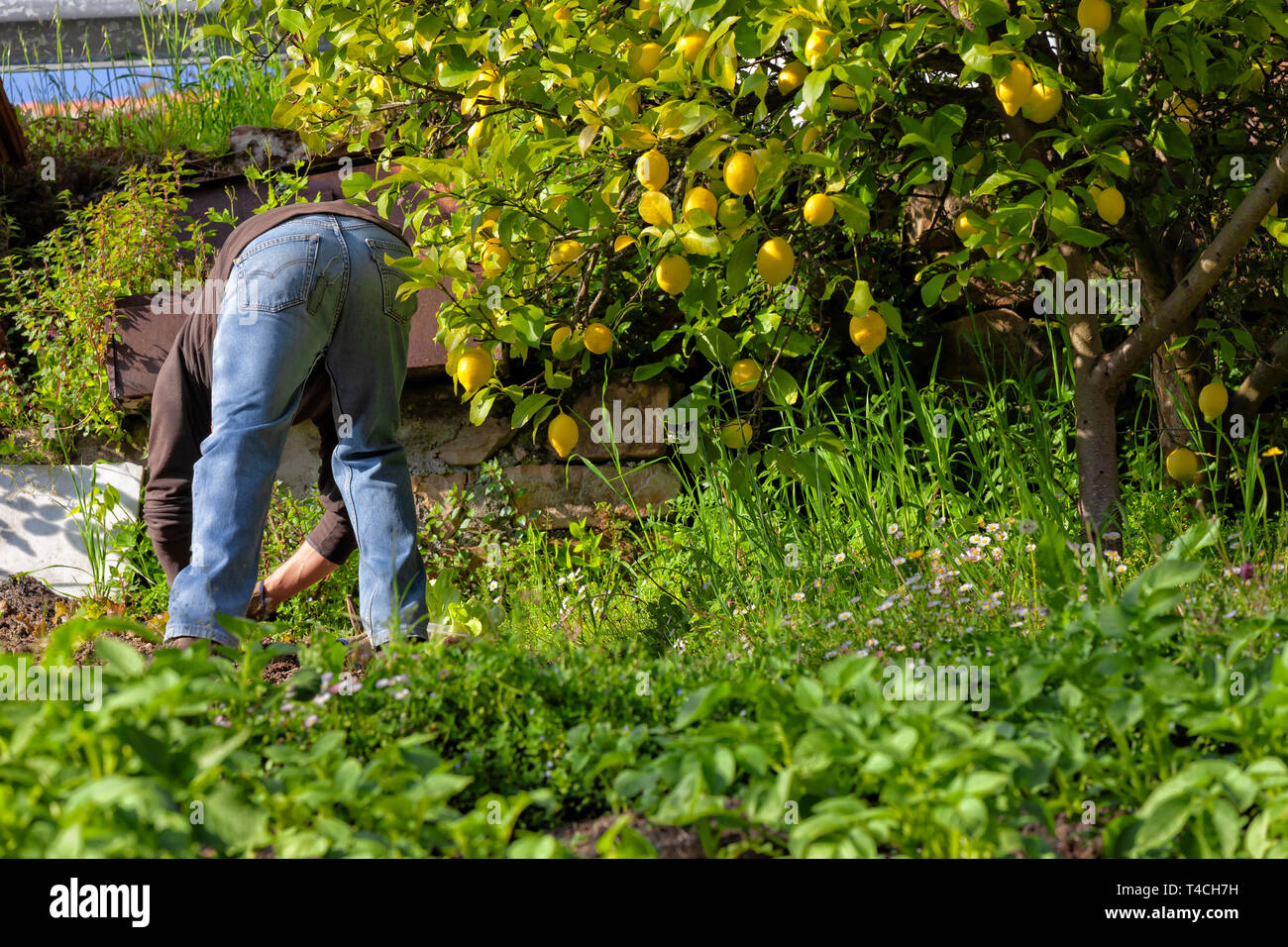 A man cultivating his organic garden of fruits and vegetables Stock