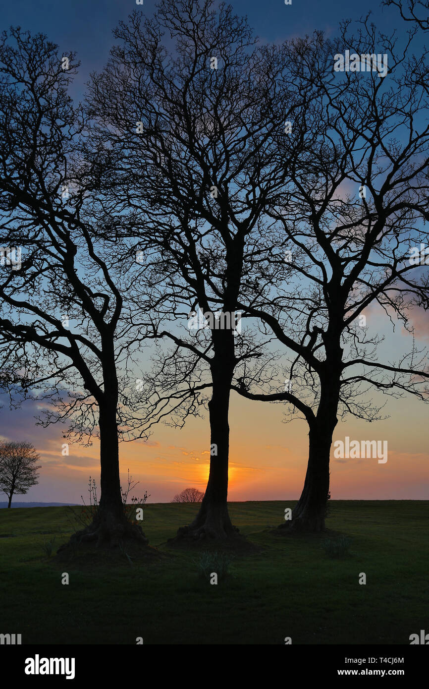 Three trees in silhouette Stock Photo - Alamy
