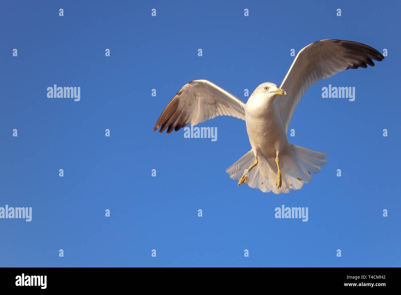 Solitary ring-billed gull (Larus delawarensis) in flight against a clear blue Florida sky. Stock Photo