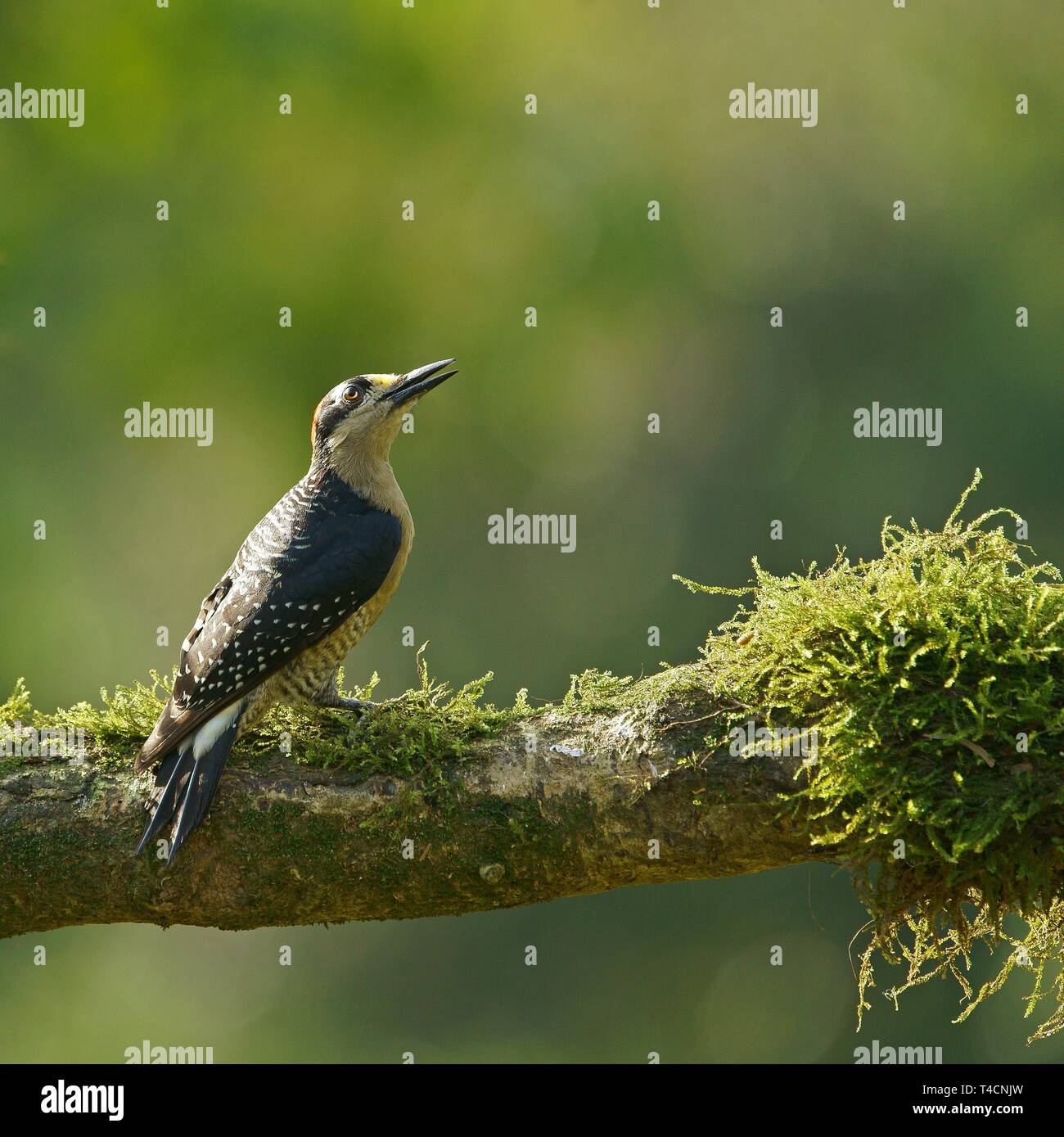Golden-naped woodpecker (Melanerpes chrysauchen) sits on mossy branch, Costa Rica Stock Photo