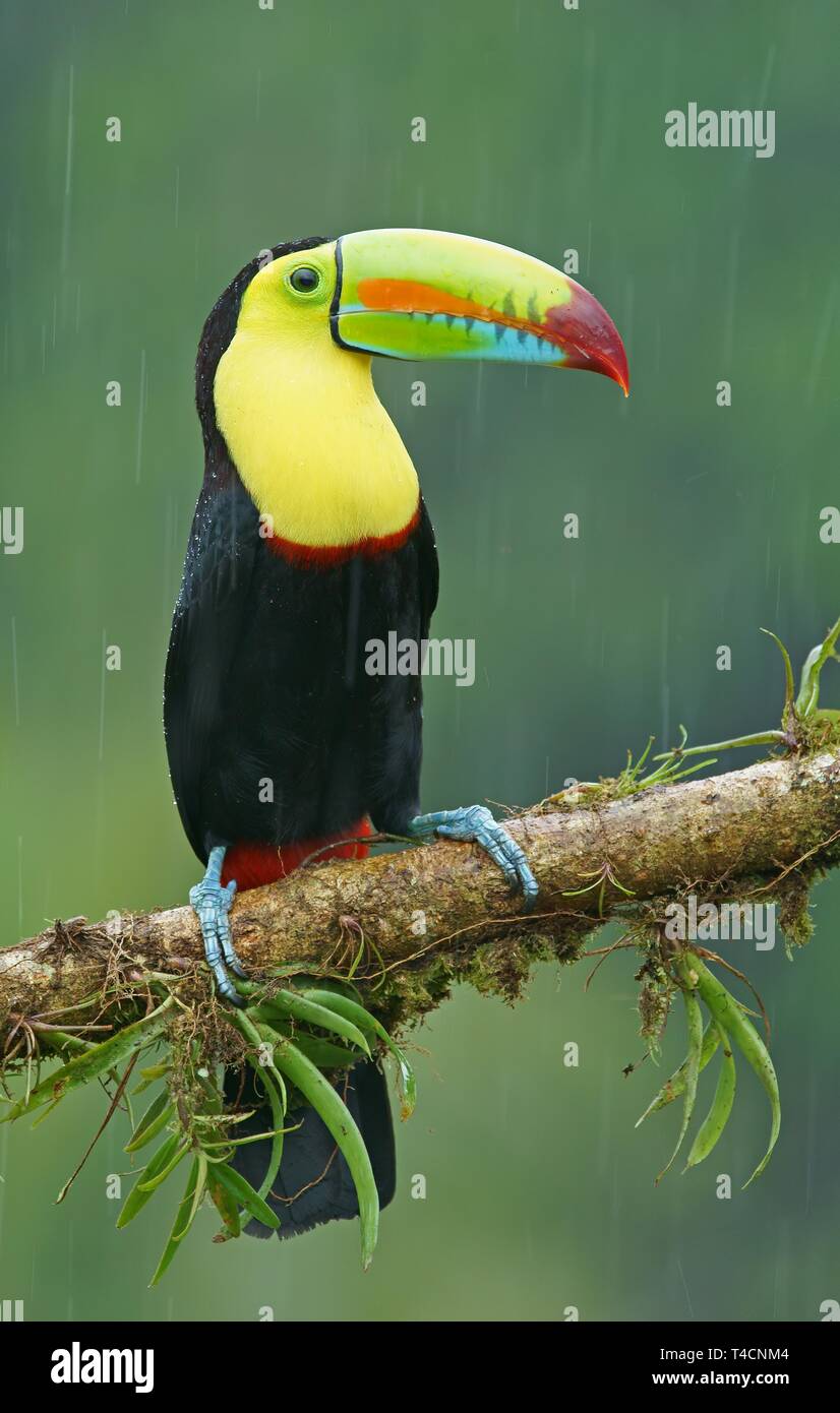 Keel-billed Toucan (Ramphastos sulfuratus), sitting on a branch in the rain, Costa Rica Stock Photo