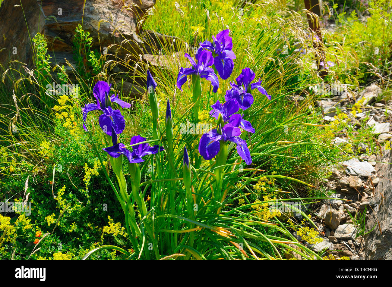 iris flowers on an alpine meadow Stock Photo