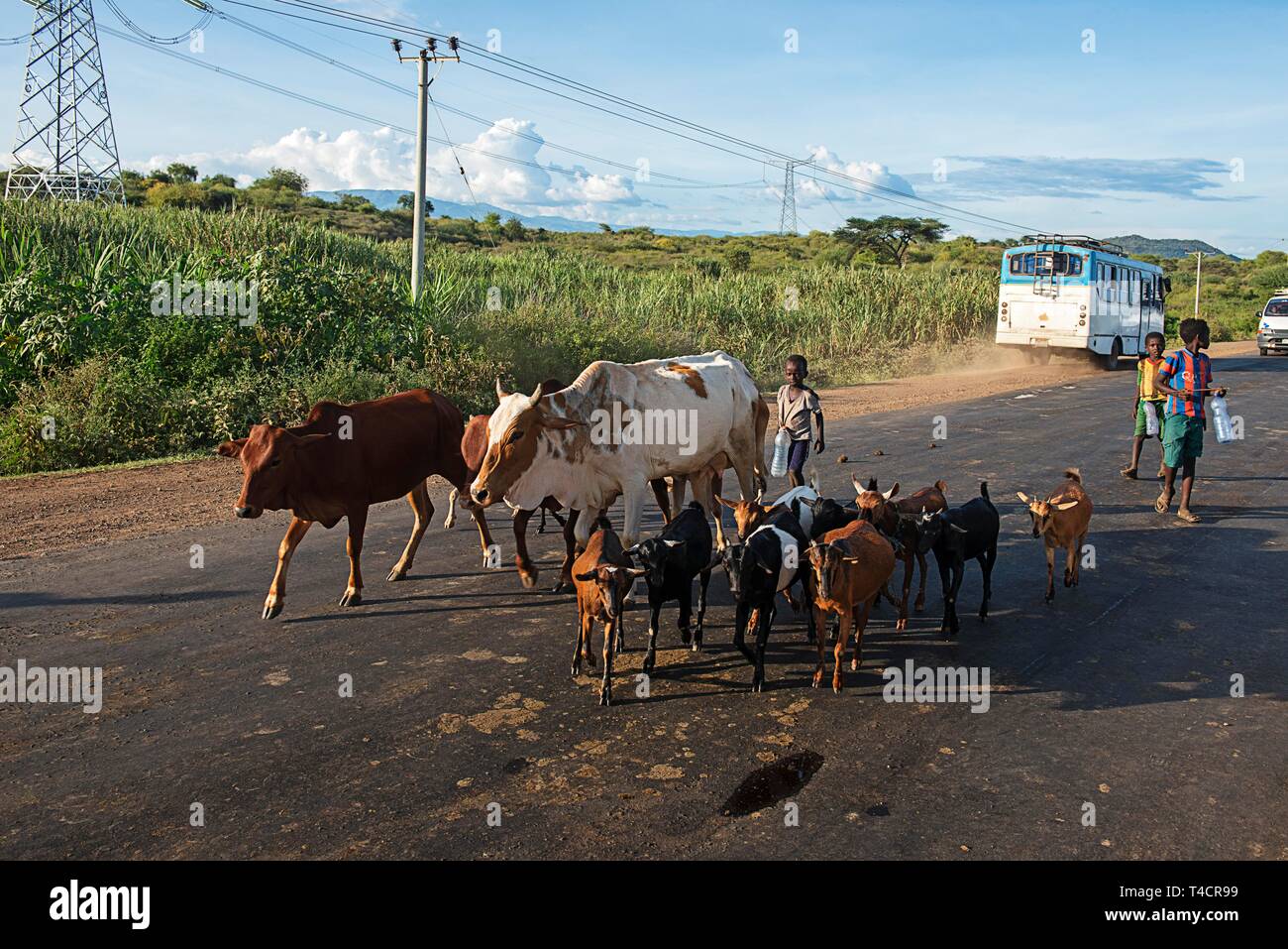 Native kids herding cattle on the main road, Gidole, Ethiopia Stock Photo