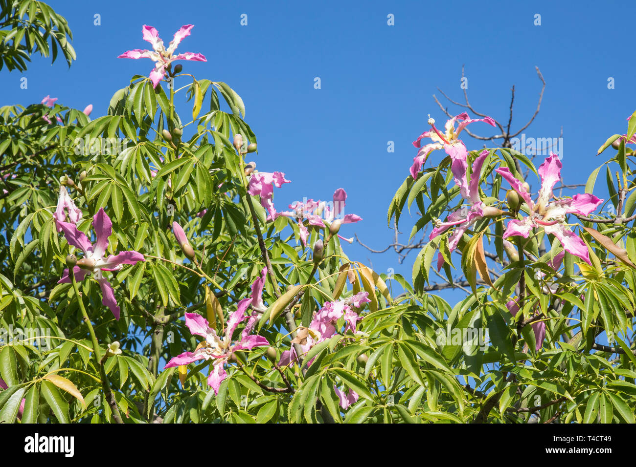 Pale pink flowering Chorisia speciosa, Kapok Tree, native to subtropical South American forests, summer blooming, flowers in green leaves, deciduous Stock Photo