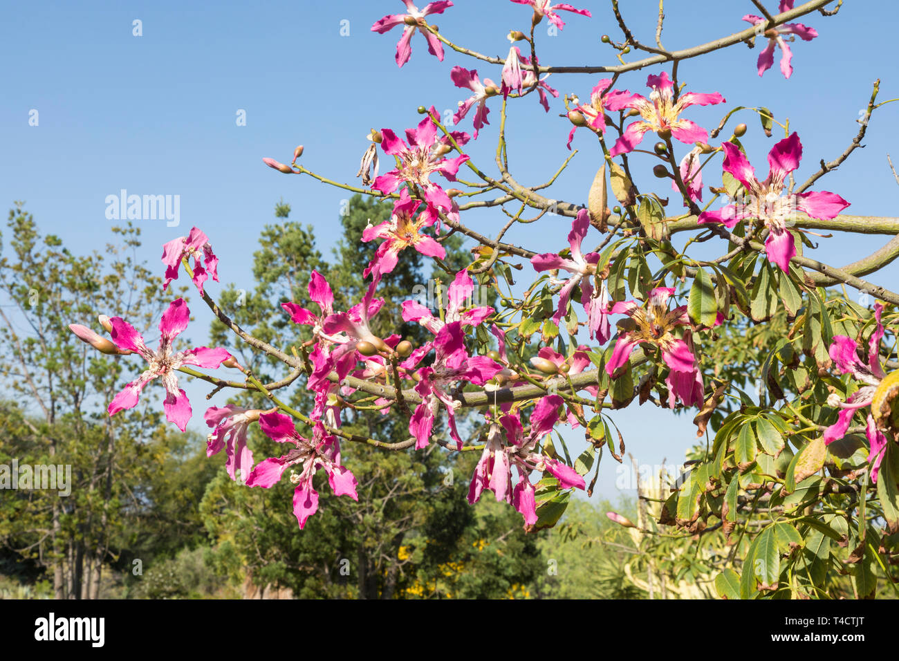 Pink flowers of Chorisia speciosa, or Kapok Tree, native to subtropical South American forests, summer blooming, thorny trunk and branches, deciduous, Stock Photo